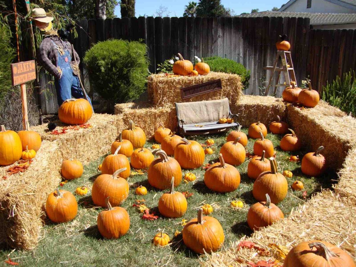 Backyard Pumpkin Patch 1st Birthday Party