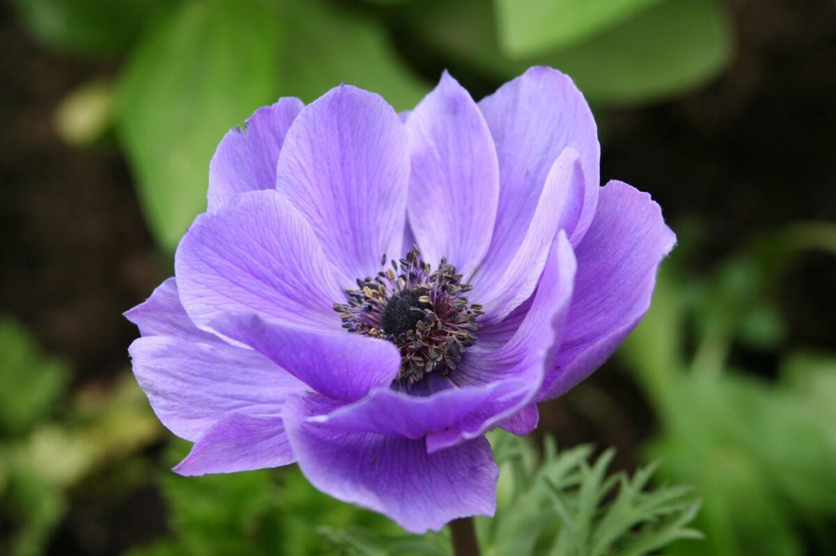 Purple Anemone flowers