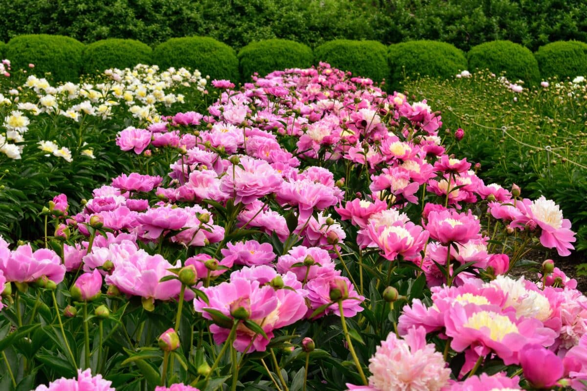 Beautiful Garden Full of Peony