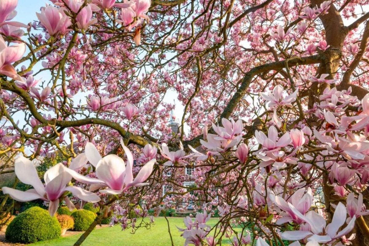 Gorgeous Magnolia Blooms