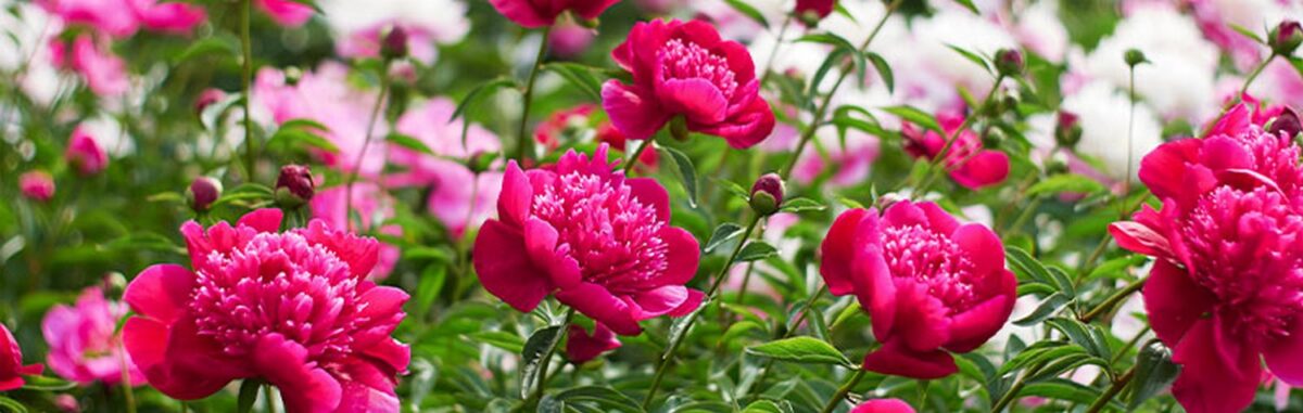 Delicate Pink Peony Tree