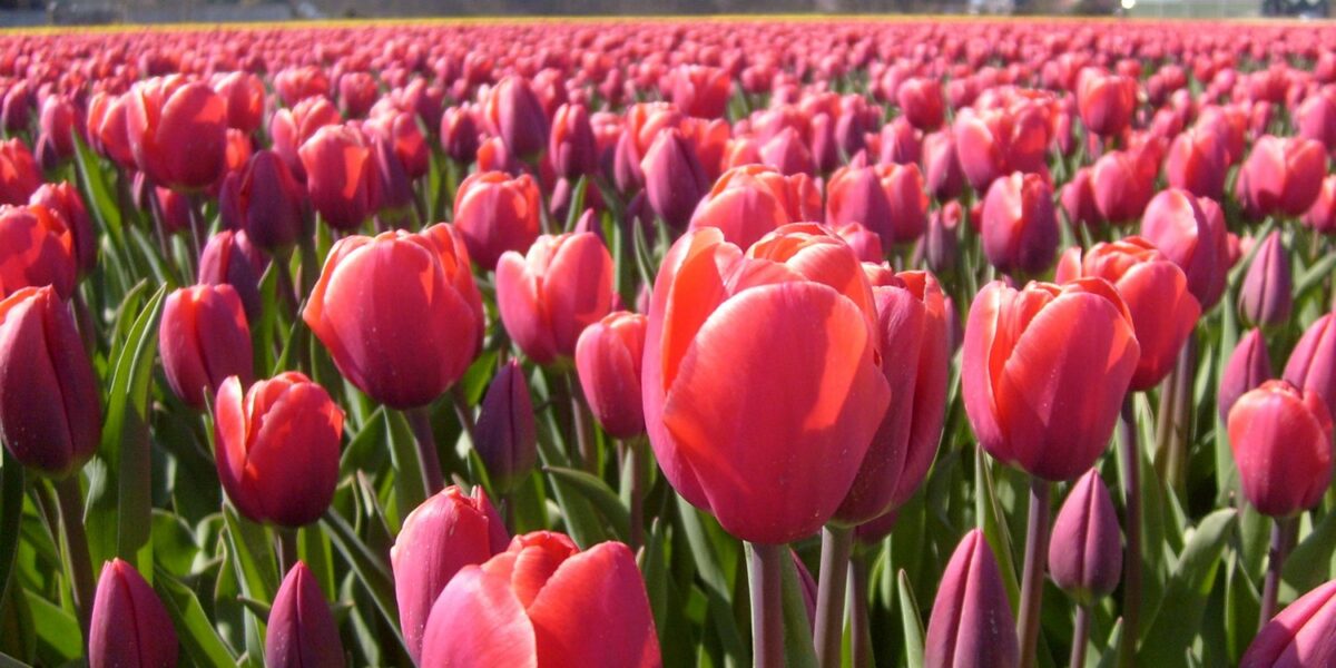 Vast garden full of Tulip blooms