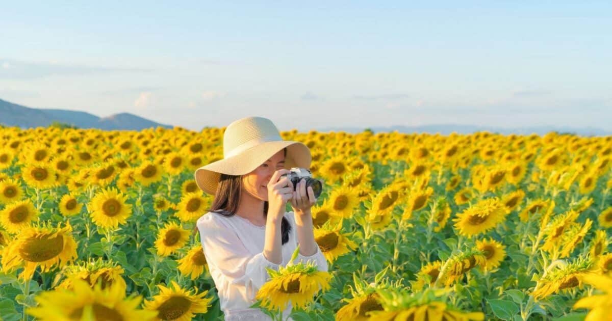 Beautiful Girl Is Taking a Photo in vast garden full of sunflower blooms