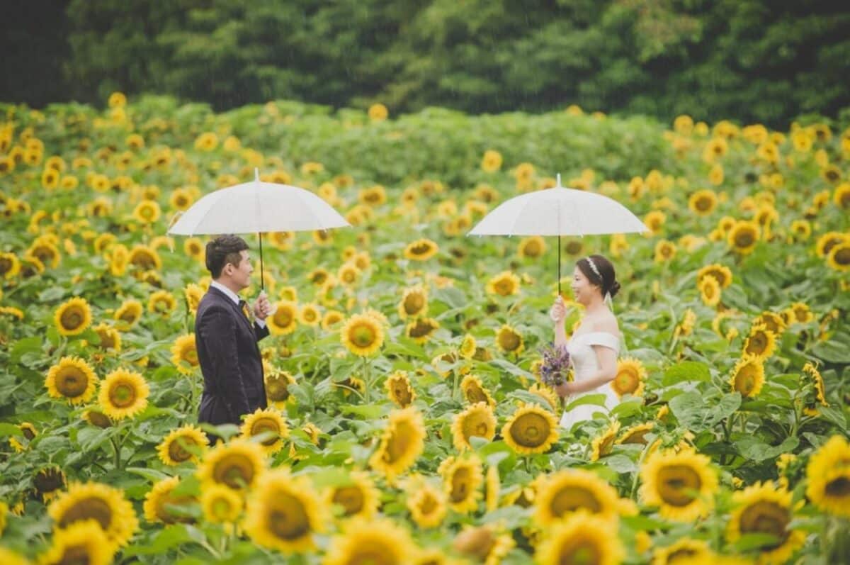 Beautiful Wedding Couple's Photoshoot In garden full of sunflower blooms