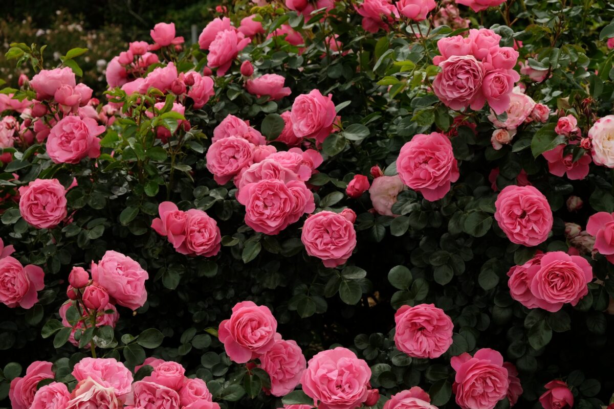 Beautiful Garden Roses