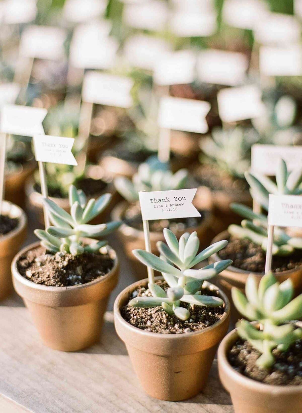 Mini Potted Plant for Bohemian wedding party favors