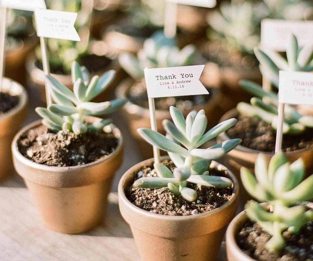 Mini Potted Plant for Bohemian wedding party favors