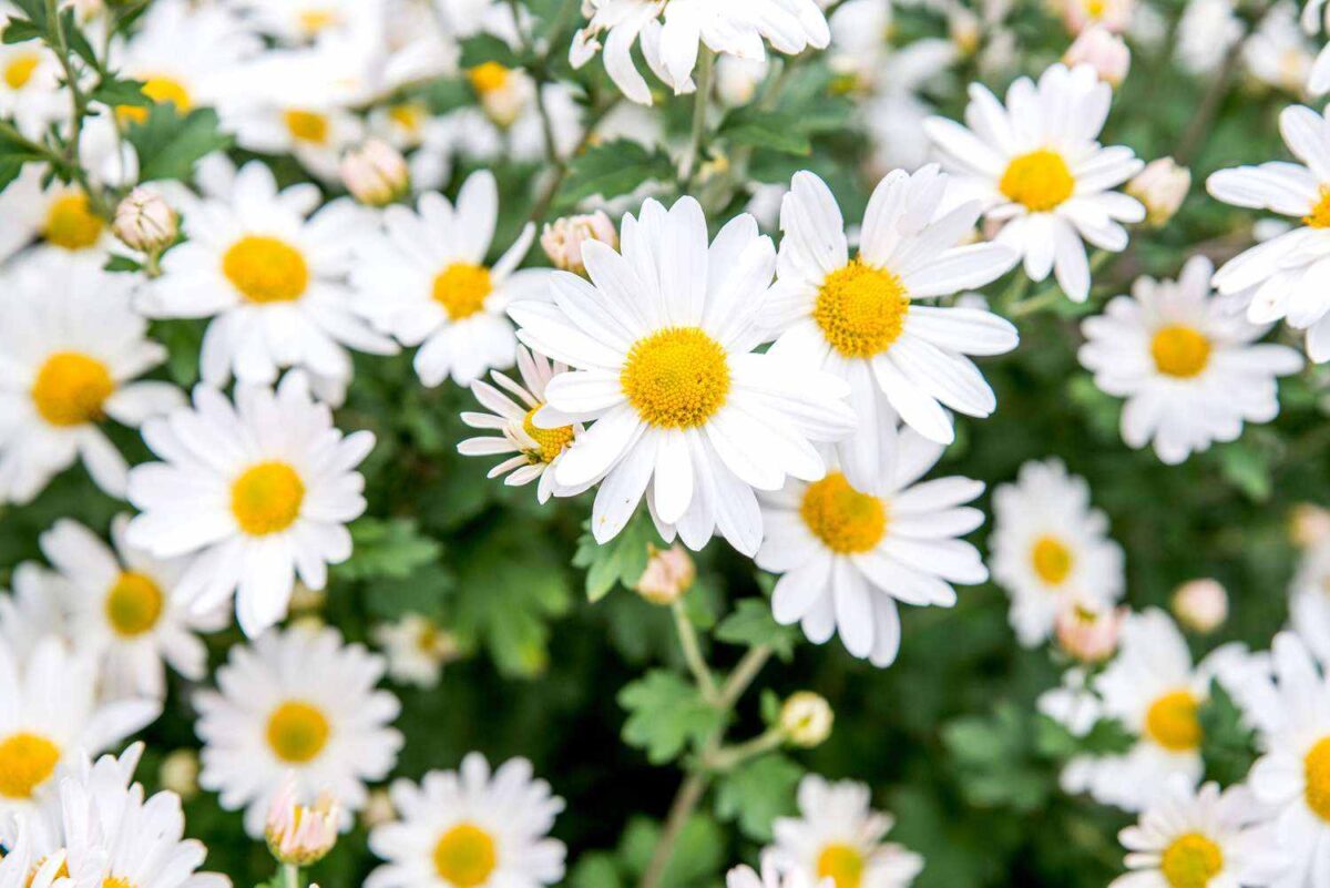 garden full of daisies