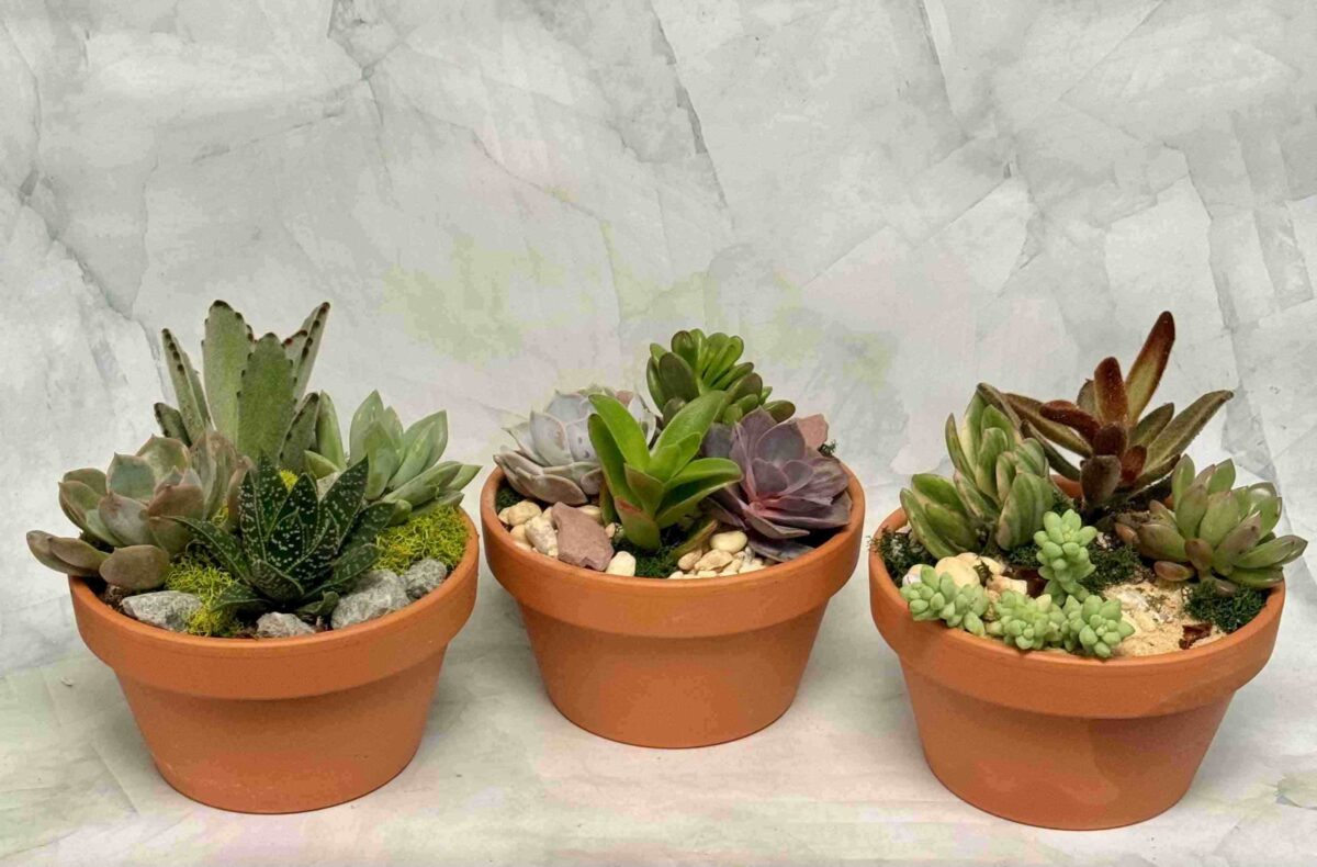 Mini potted plants