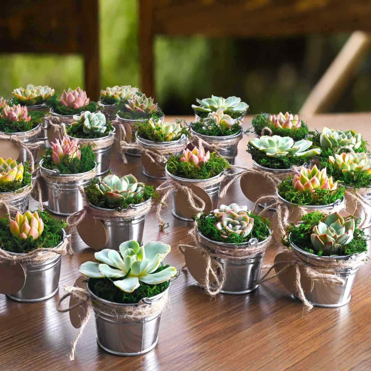 Succulents & Mini Tin Bucket Party Favor